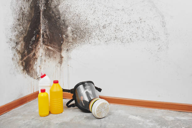 Best Fast Mold Removal  in Wagoner, OK