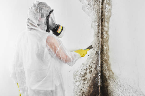 Best Commercial Mold Removal  in Wagoner, OK