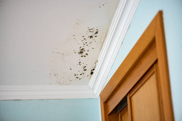 Best Residential Mold Removal  in Wagoner, OK