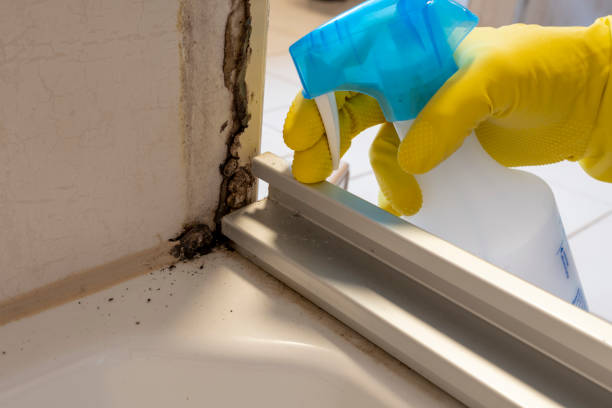 Best Best Mold Removal Companies  in Wagoner, OK