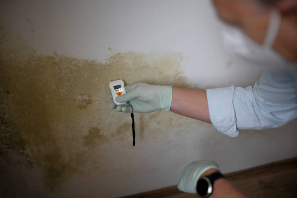 Best Toxic Mold Removal  in Wagoner, OK