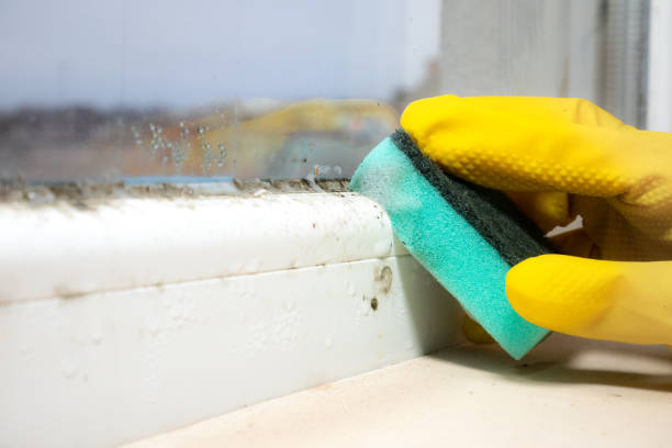 Best Professional Mold Removal  in Wagoner, OK