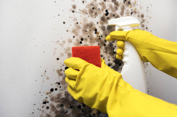 Best Mold Removal Near Me  in Wagoner, OK