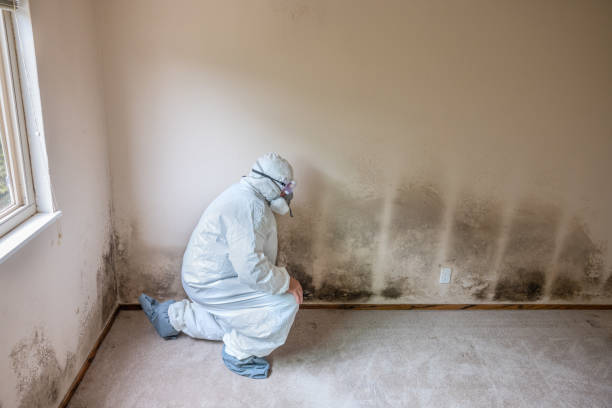 Best Black Mold Removal  in Wagoner, OK