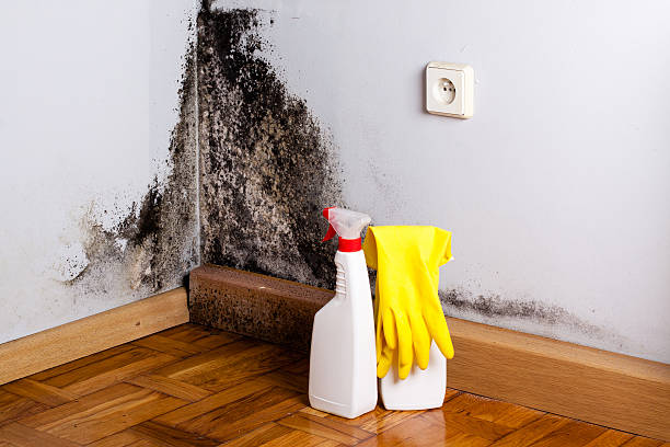Best Mold Removal Specialists  in Wagoner, OK
