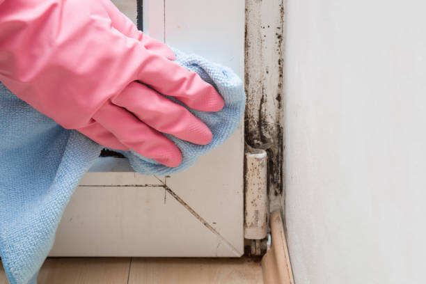 Best Office Mold Removal Services  in Wagoner, OK